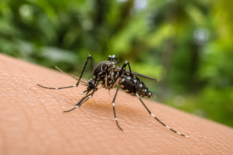 Close-up of a mosquito, dengue vector